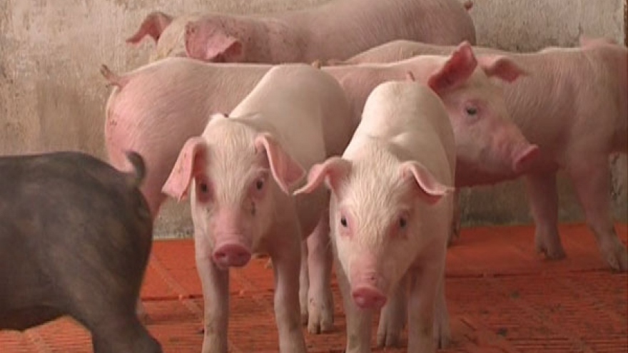 Danish breeding pigs arrive in Vietnam
