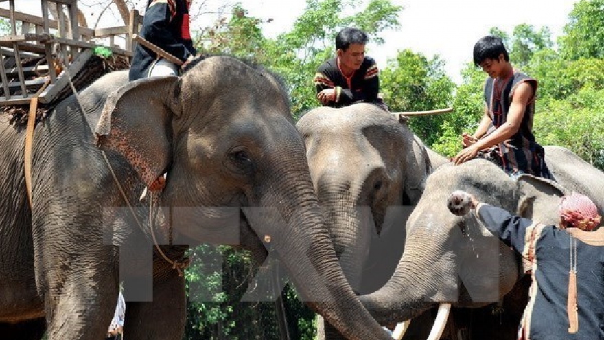Elephant conservation comes into spotlight