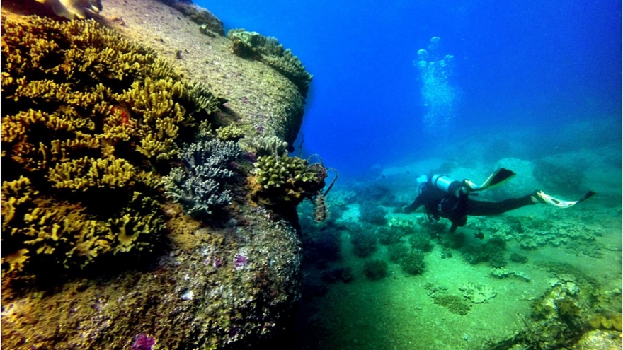 Beautiful coral reefs under the sea of Binh Thuan
