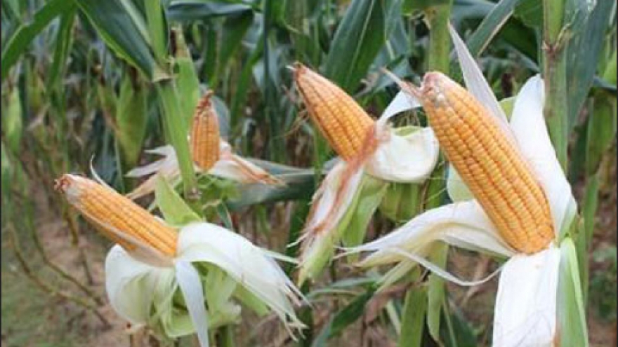 Vietnam corn imports rise to boost animal feed production