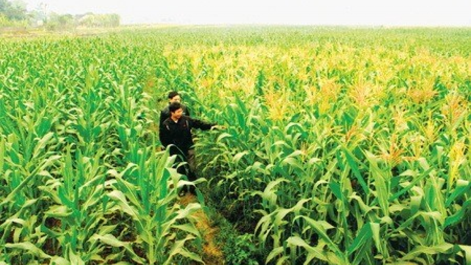 Vietnam spends nearly US$1.7 billion on corn import every year