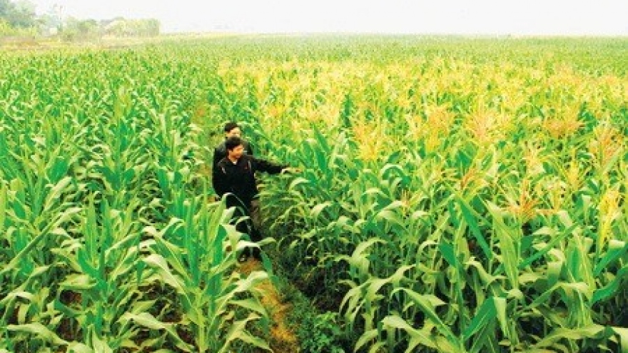 Vietnam spends nearly US$1.7 billion on corn import every year