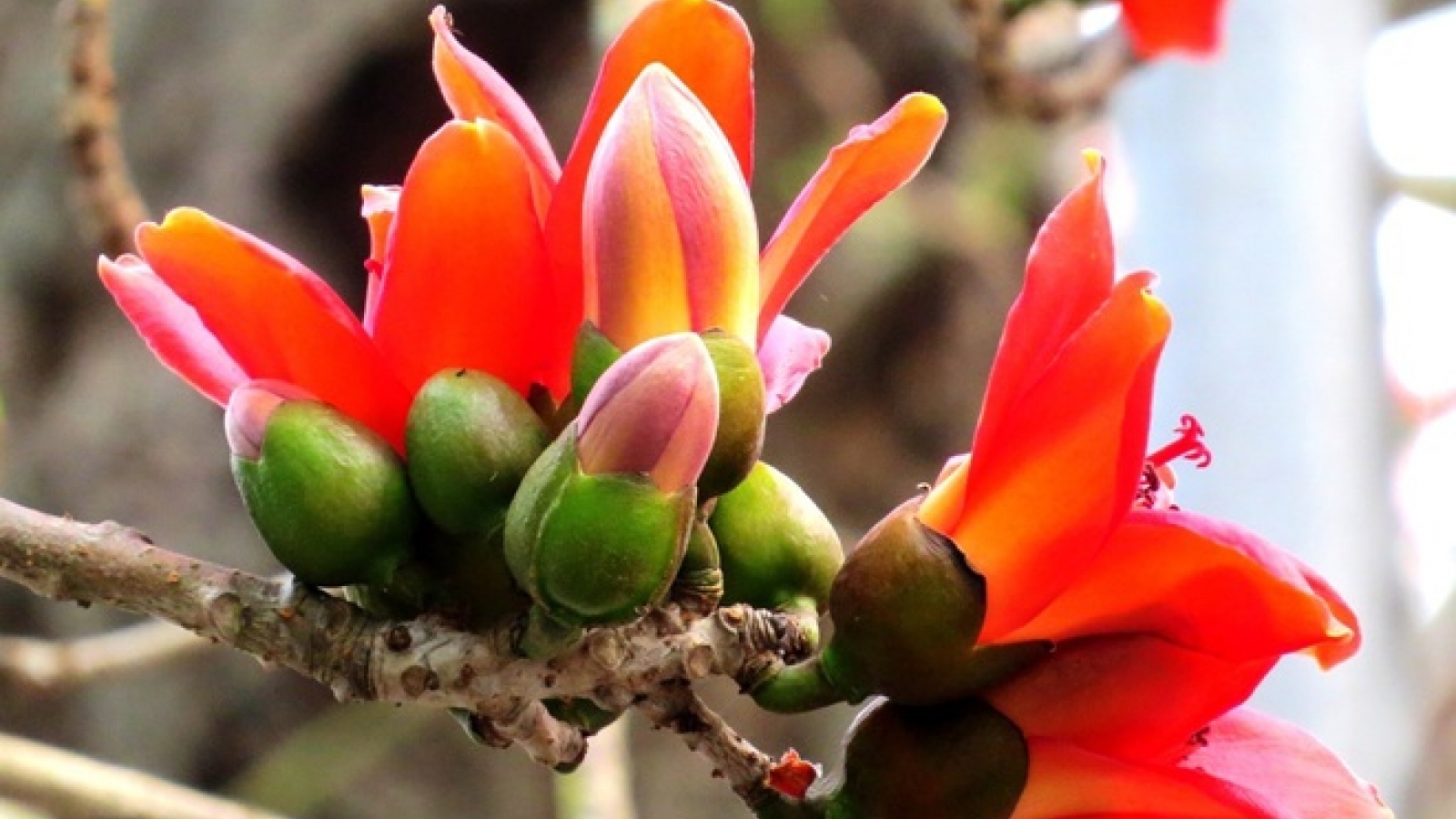 Red silk cotton trees in full bloom in Do Son