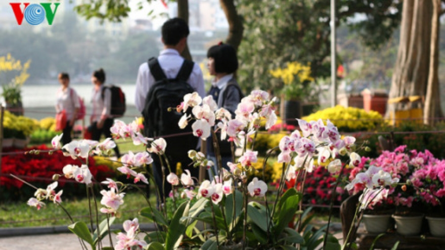 Spring flowers blossoming around Hanoi Lake