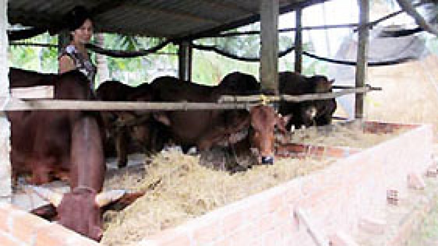 Tien Giang farmers’ cow breeding