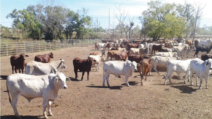 Cattle feeders in Vietnam feel sting of fast changing market