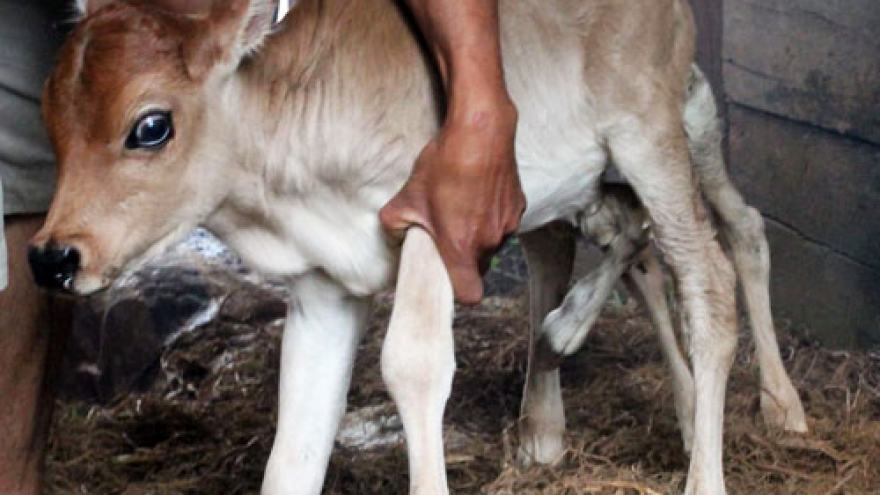 Baby cow with 7 legs astonishes Vietnamese villagers