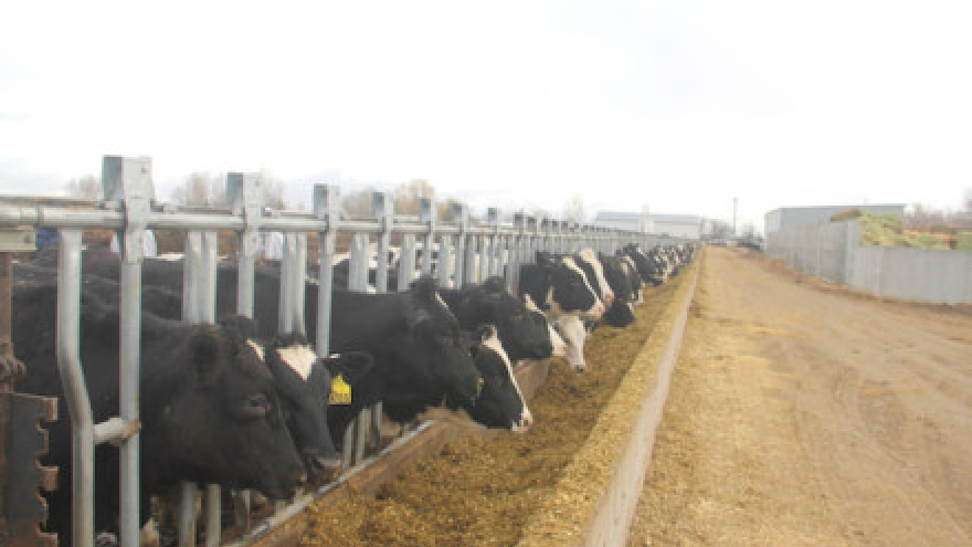 Vinamilk imports more than 2,000 cows from the US