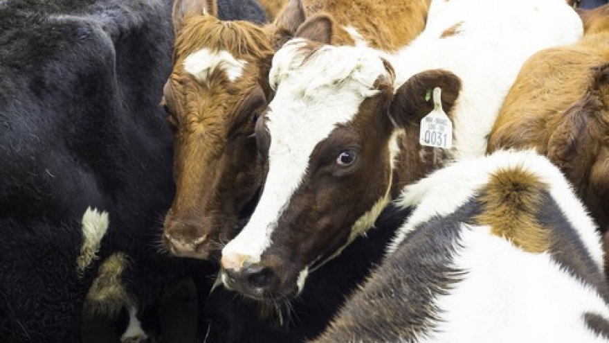 Vinamilk’s going organic