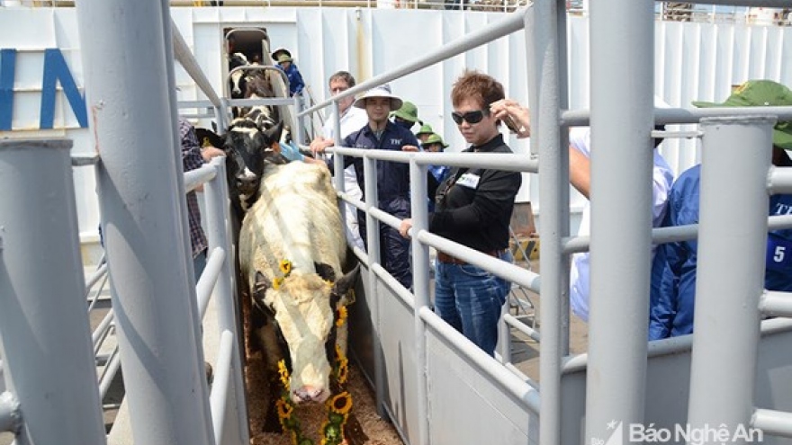 TH Group imports 1,800 cows from the US