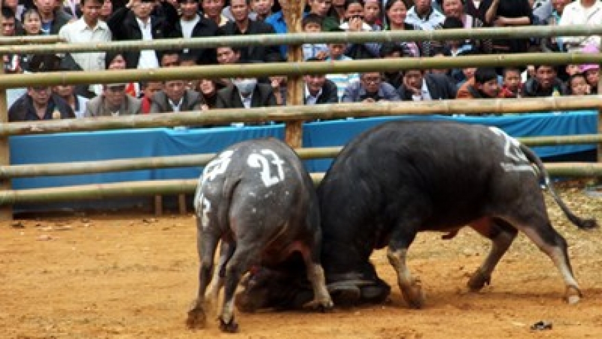 Buffalo fighting in Son La