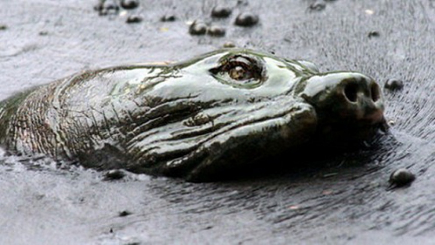 Corpse of Hanoi’s legendary turtle preserved through plastination