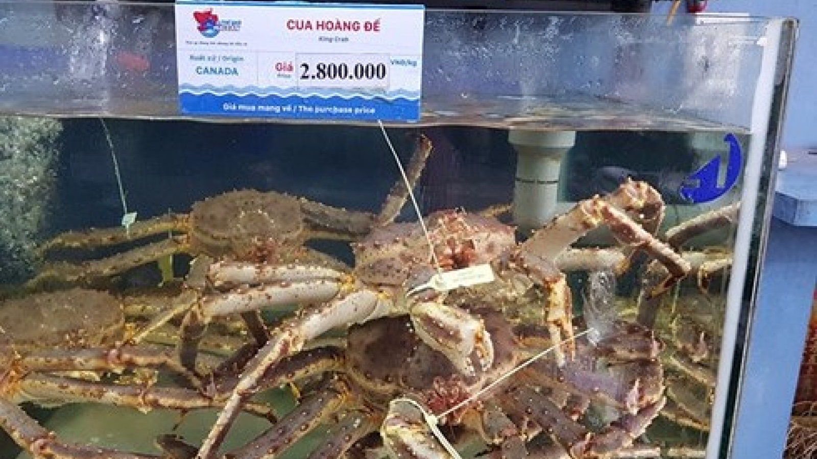 India tops seafood suppliers to Vietnamese market 