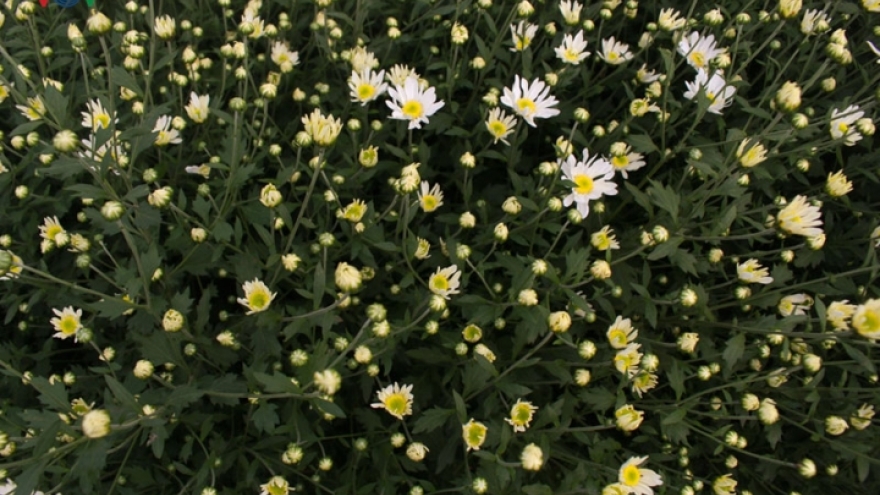 Beautiful ox-eye daisies in Nhat Tan flower village 