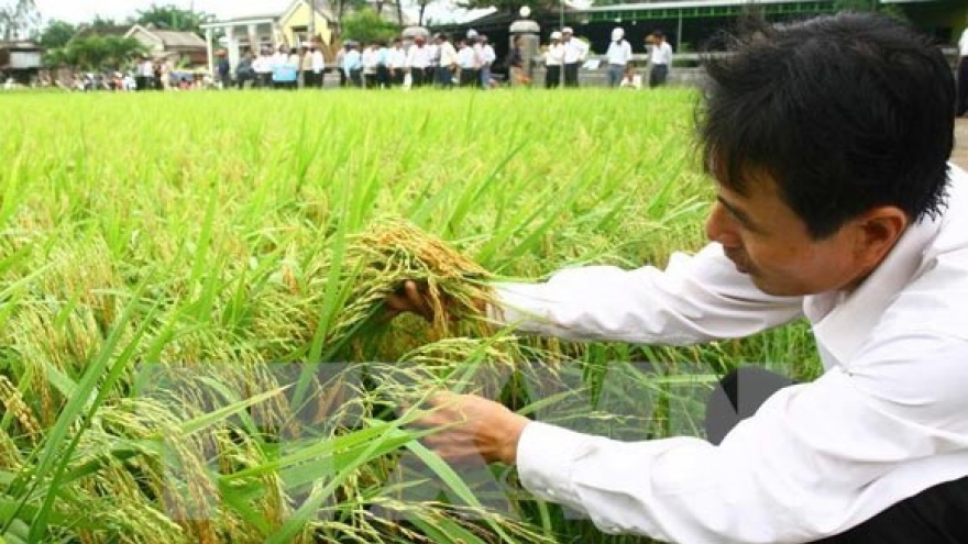 Vietnam cuts rice cultivation by 100,000 hectares in 2016
