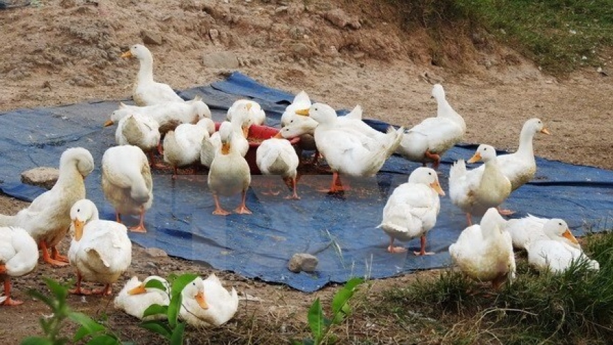 Nghe An province takes action to curb avian flu