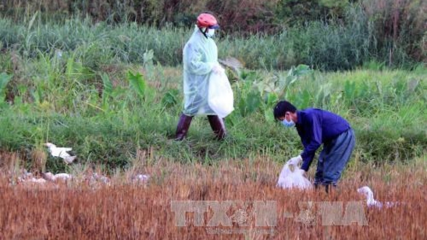 New avian flu outbreaks in Dak Lak, Dak Nong