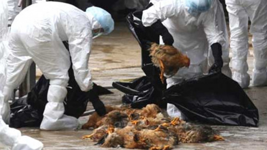 Vietnam takes action against bird flu