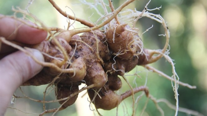 Ginseng festival to be held in Quang Nam
