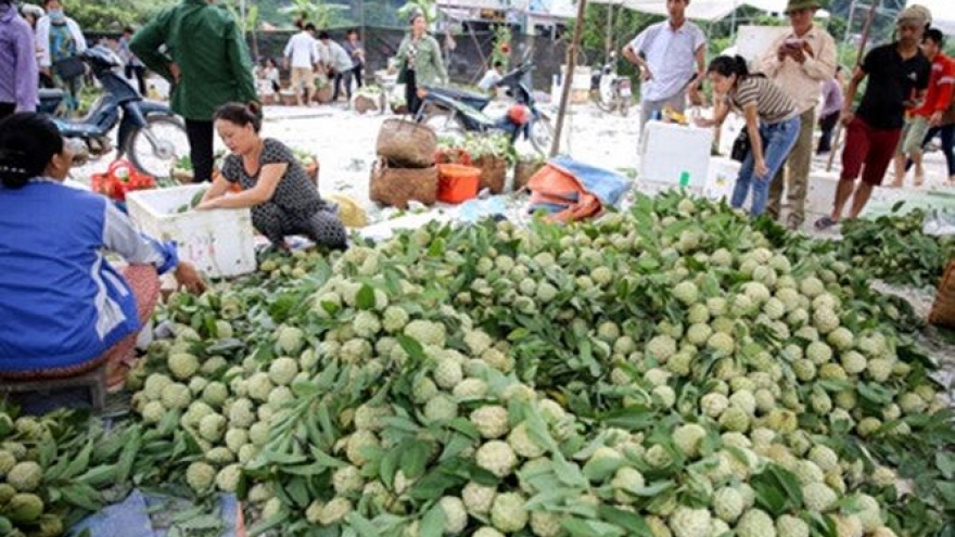 Lang Son’s custard apple market a visit to remember