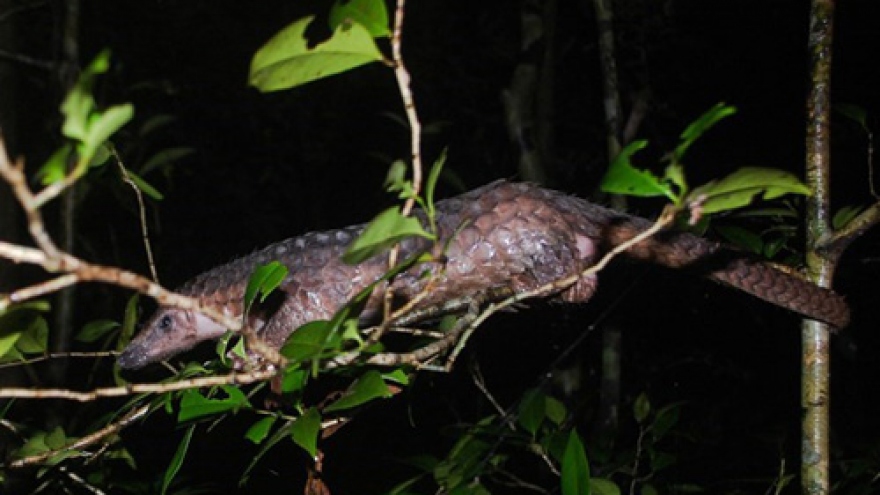 Over 60 critical endangered pangolins saved