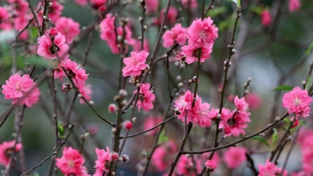 Peach branches and kumquat trees cover Hanoi’s streets as Tet approaches