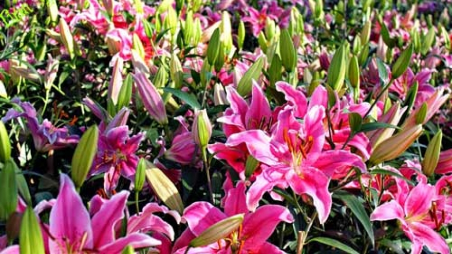 More tourists to Lam Dong this summer