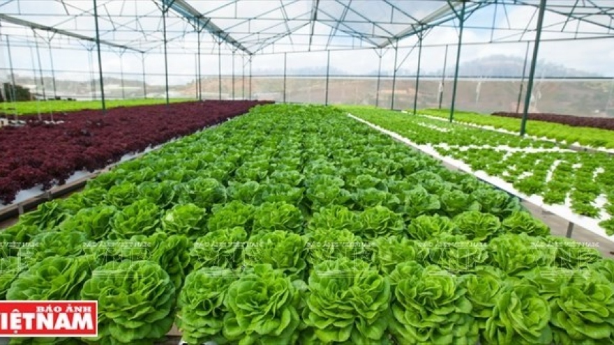 Hi-tech agriculture project developed in Thua Thien-Hue