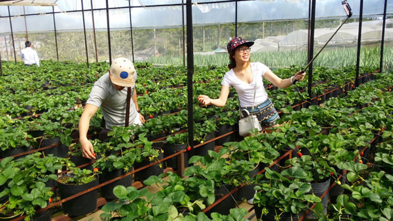 Tours of high-tech agriculture in Da Lat