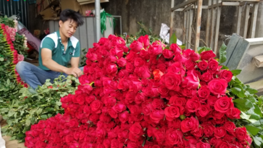 Da Lat sees rose prices soar as Valentine’s Day draws near