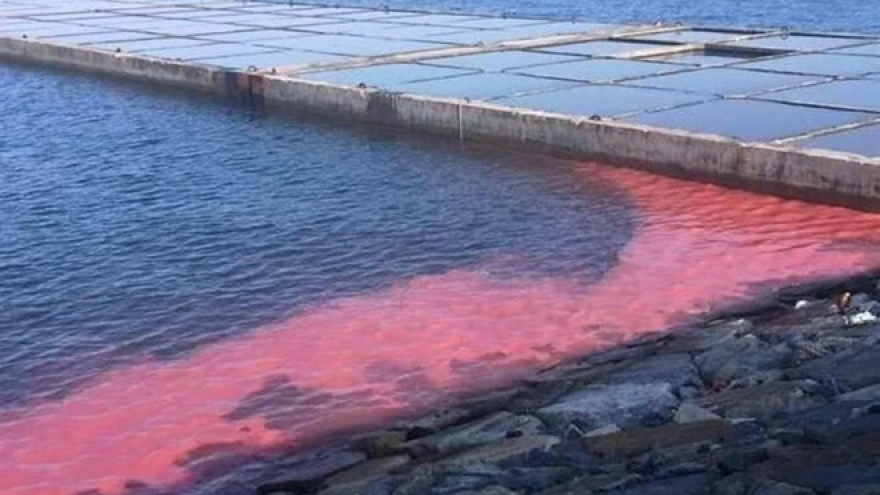 Algal bloom paints red streak in Vung Ang economic zone