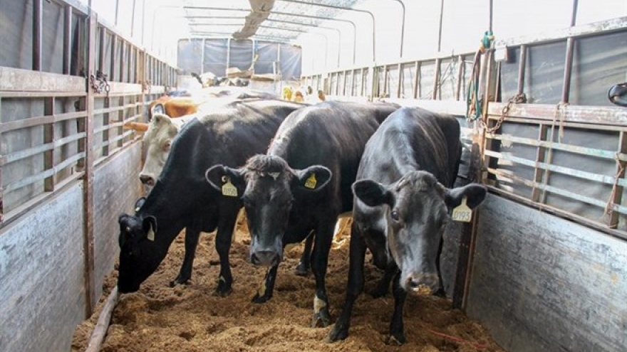 Vinamilk imports 200 more dairy cows