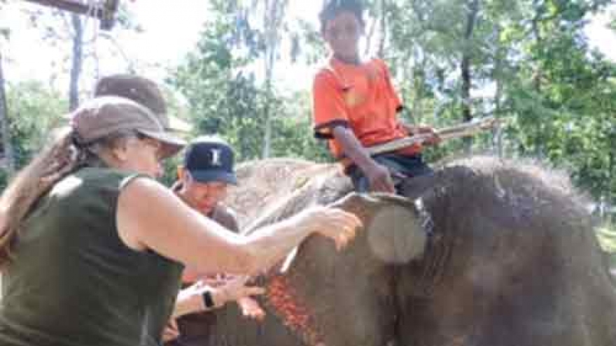 US$50,000 to save elephants in Dak Lak