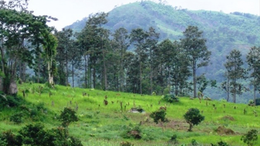 Central Highlands provinces rearrange activities of plantations