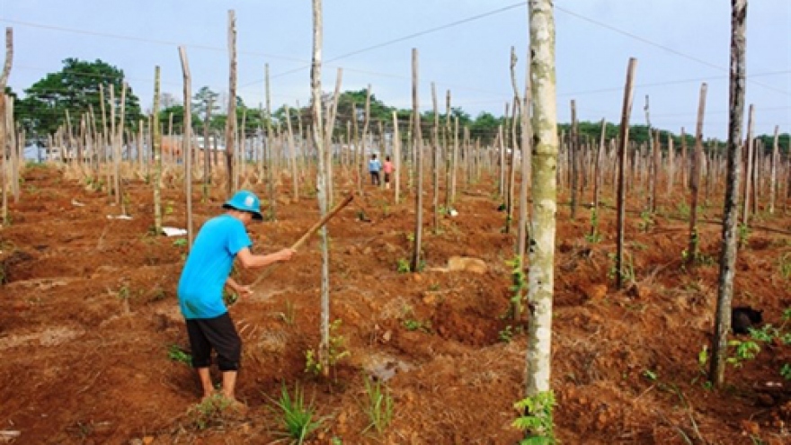 Dak Nong: Pepper farmers, enterprises urged to team up