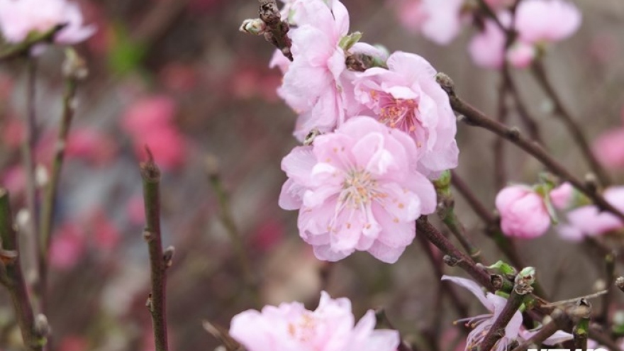 Customers fork out for pricey Nhat Tan peach blossoms