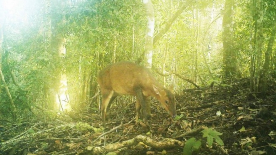 Rare deer species snapped by camera traps in central Vietnam