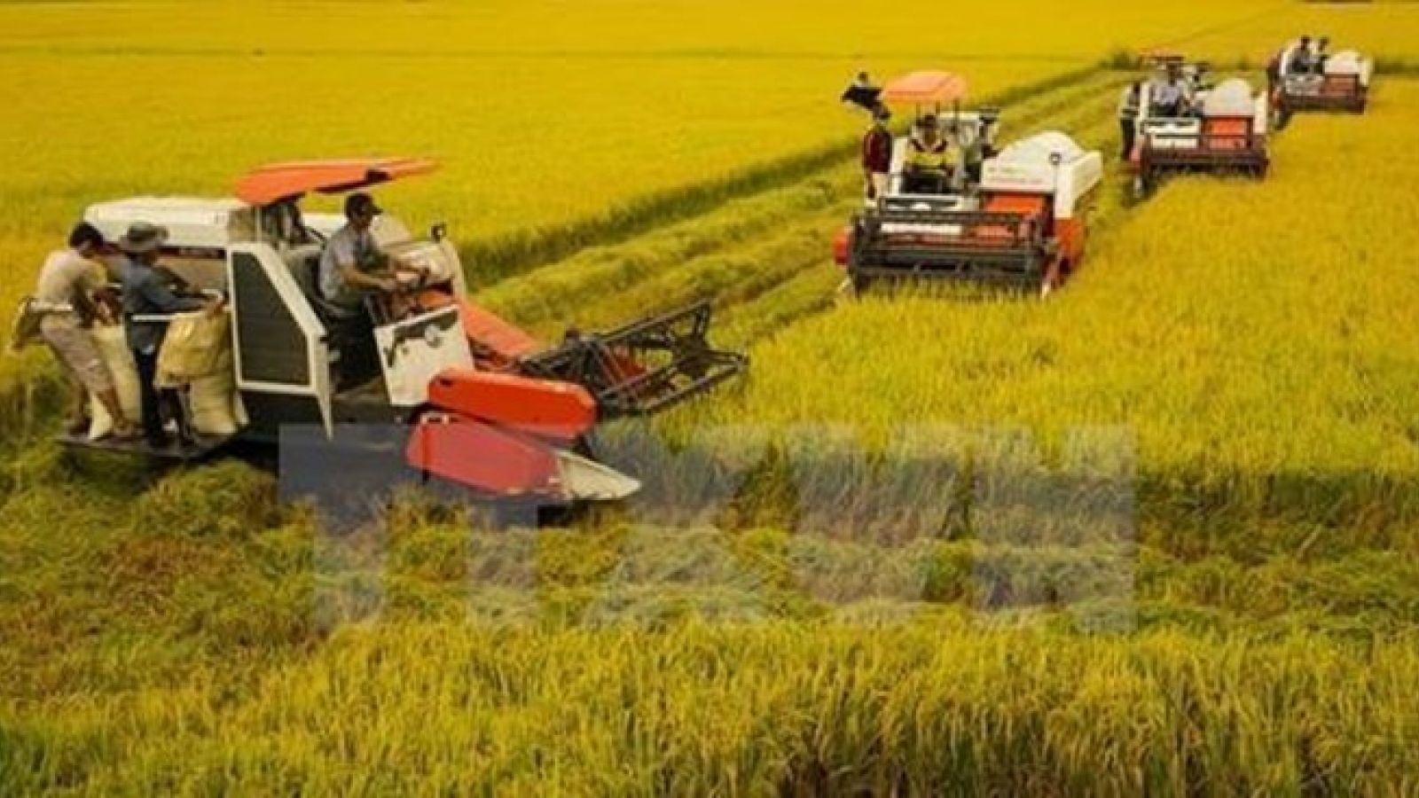 Party resolution brings remarkable changes in agriculture, rural areas