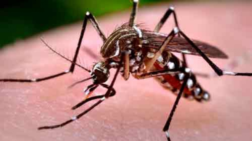 Localities warned to be vigilant against dengue fever in rainy season