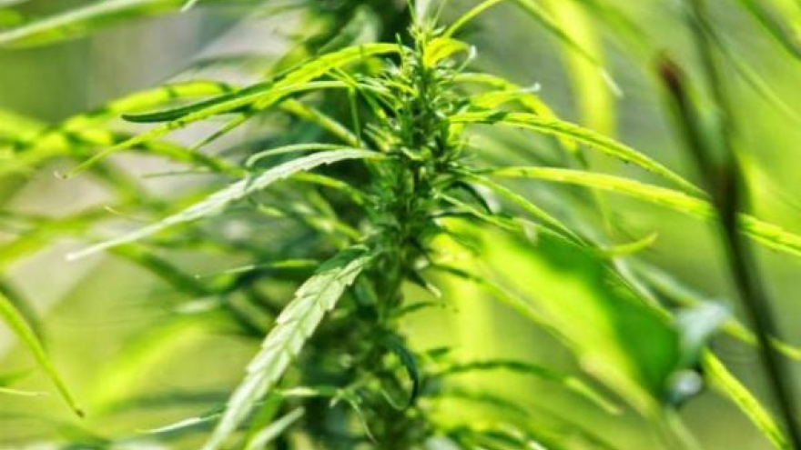 Developing and Liberalizing the Medical Use of Cannabis