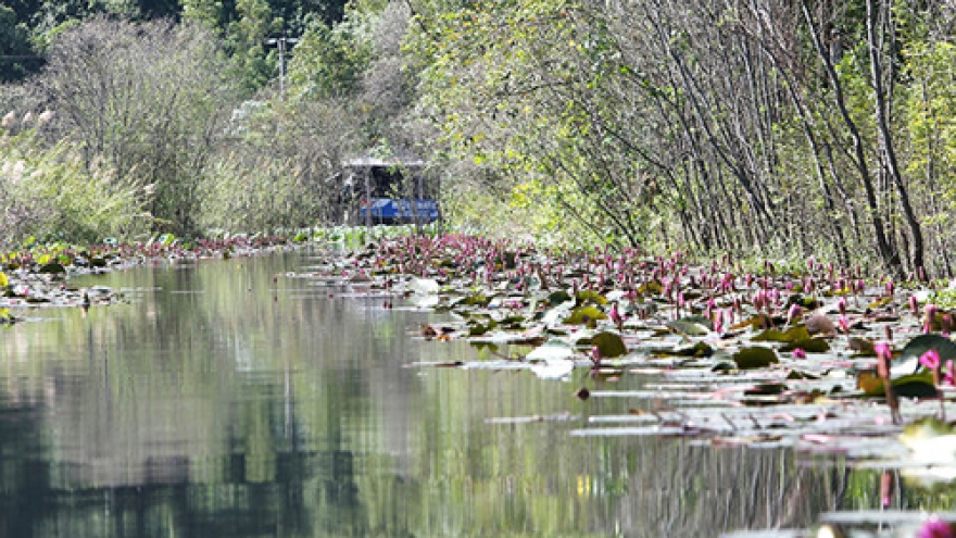 Yen stream in water lilies blooming season