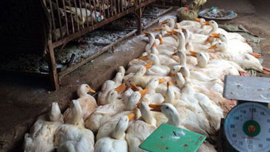 HCM city detects infection of A/H5N6 avian flu virus in 900 ducks