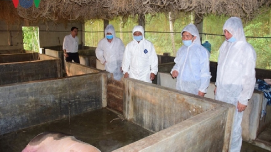 Thua Thien Hue reports outbreak of African swine fever