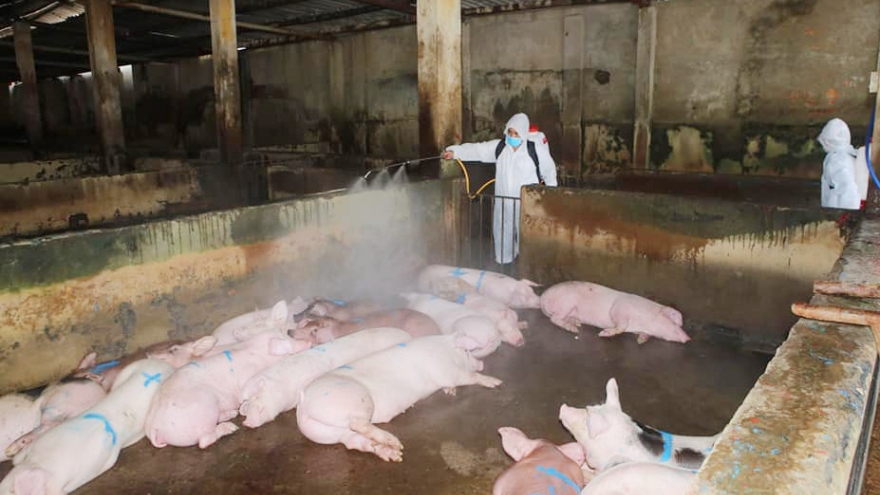 African swine fever spreads throughout Thua Thien-Hue province 