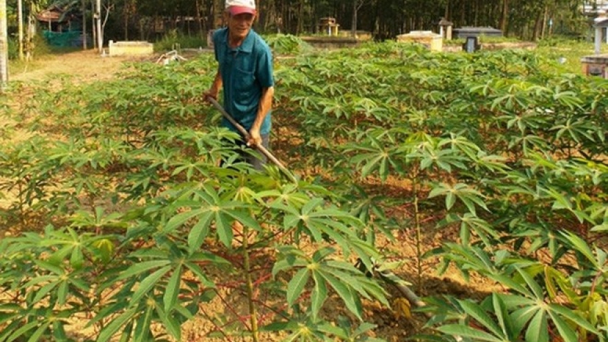 Japan helps Vietnam deal with cassava diseases