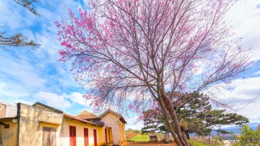 Da Lat and Sa Pa named among best spring destination in Asia