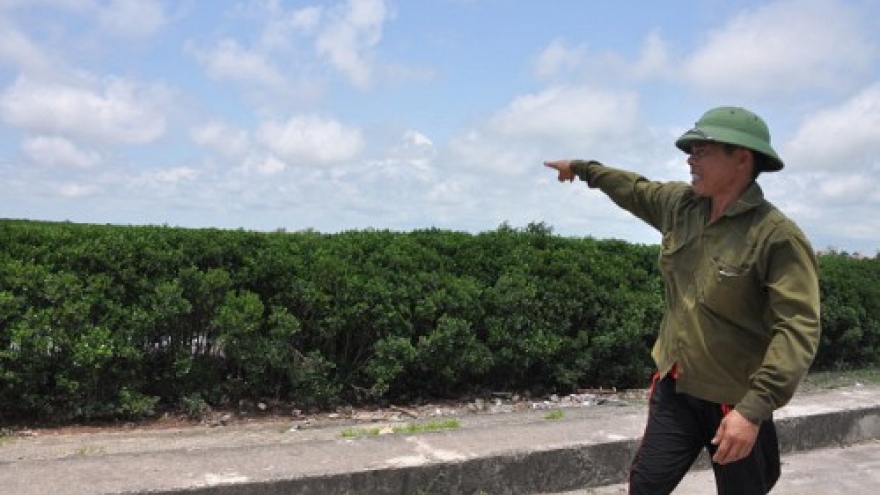 Vietnam province mulls clearing protection forest to build industrial park