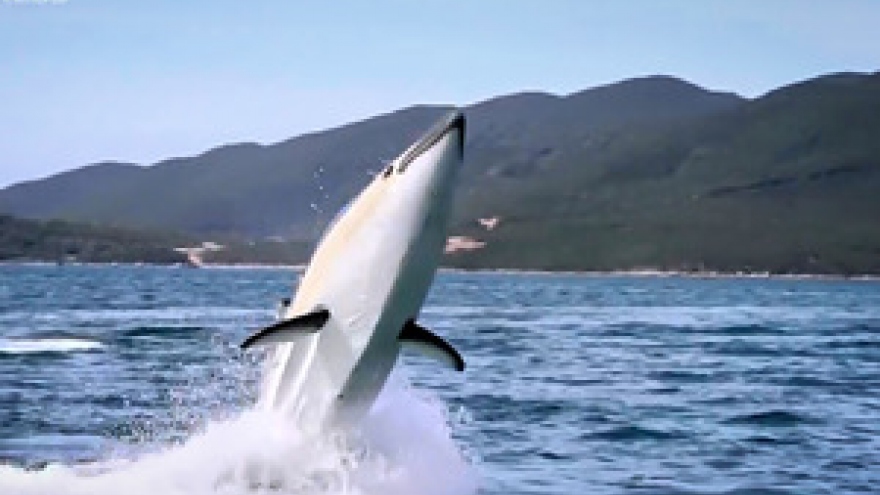 This powerboat in Nha Trang allows you to live like a dolphin, for a while