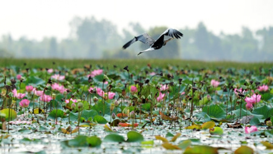 Plain of Reeds during monsoon season