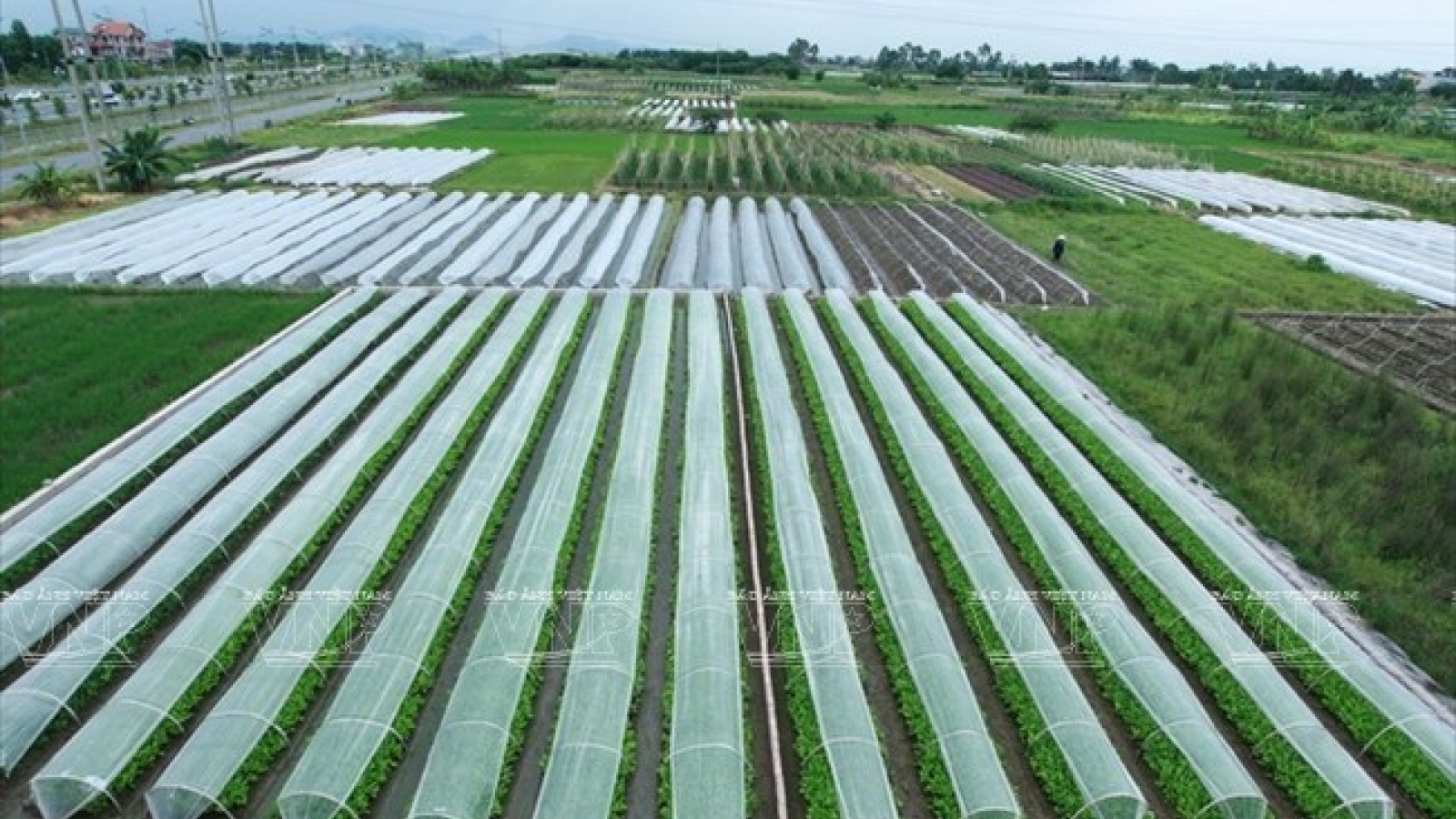 Experts: Room for technological use in agriculture remains huge